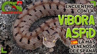 Cazaserpientes: Encuentro con el Áspid, la Víbora Más Venenosa de España 