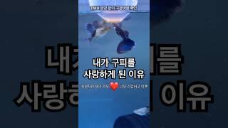 내가 구피와 사랑에 빠지게 된 이유️ #구피분양 #구피 #구피치어 #물고기 #구피키우기 #굽썰