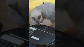 curious ca is always like this, watch till the end.#catvideos #kitten #curiosity