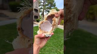 what Coconuts To-Go look like