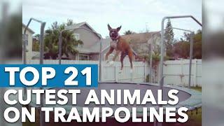 Top 21 Cutest Animals On Trampolines [FUNNY!]