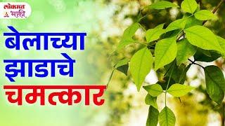 Belachya zadach upyog, labh #belachezadupay #belpatraupay #lokmatbhakti | KA3