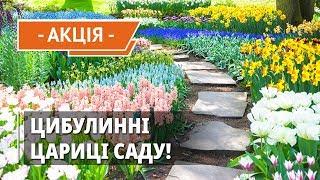 Луковицы цветов: потрясающая акция 1 + 1