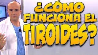 TIROIDES, ¿cómo funciona? - Cuerpo Humano #4