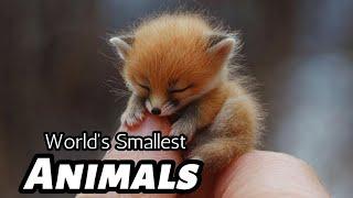 Worlds Smallest Animals!