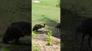 Emu Grande: In Search of the Mighty Bird of the Plains