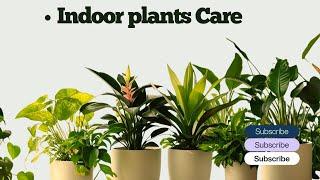  Home Garden Tour | Explore My Peaceful Green Paradise  || Low Maintenance plants || #ytviral