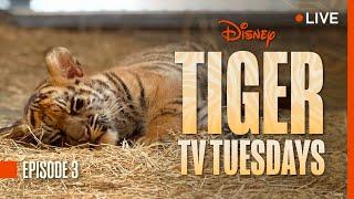 Tiger Tuesday Live! Watch Bakso & Mom’s Third Week at Disney’s Animal Kingdom