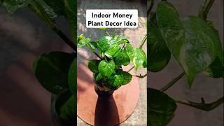 Moneyplant home decor ideas|diy|Golden pothos decor idea#home decor# happiness#indoor plants