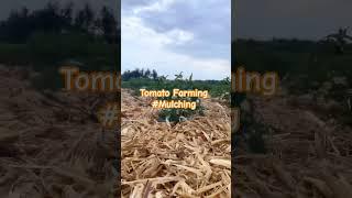 Tomato Farming #mulching