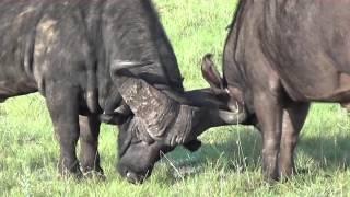 Rämlers - Südafrika Trailer