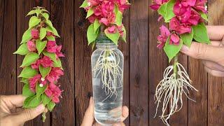 Just water! Bougainvillea branch surprisingly grows 900% roots in just 1 night