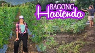 May Bagong Hacienda | Mrs. Harabas