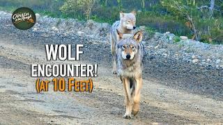 Wolf Encounter at 10 Feet!