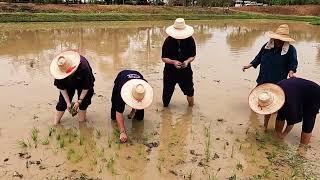 Thaïlande : Sukhothai (domaine bio)