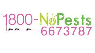 1800nopests - REVIEWS - Pest Control - Singapore