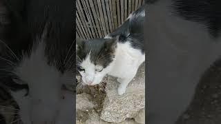 Кошка на камнях мяукает Мяу  Смешные коты  Stray cat Meow  Funny cats Cute animals  Kucing lucu