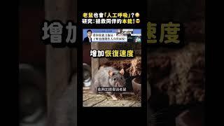 老鼠也會「人工呼吸」？ 研究：拯救同伴的本能！｜志祺七七 Shorts #shasha77
