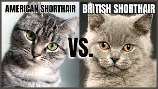 American Shorthair VS. British Shorthair