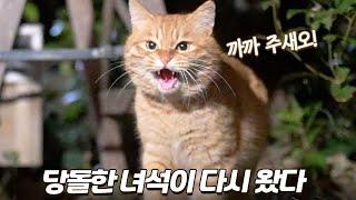 당돌한 고양이가 반년 만에 다시 찾아왔어요!