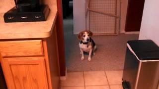 Albert the Beagle doesn't run away