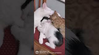 План в действии #забавныеживотные  #котики  #смешныеживотные  #котикивидео  #киса
