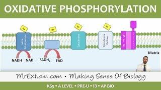 Cellular Respiration - Oxidative Phosphorylation - Post 16 Biology (A Level, Pre-U, IB, AP Bio)