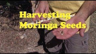 Harvesting Moringa Seeds