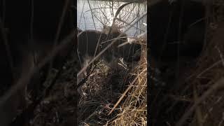 Копаем все что видим и не видим тоже