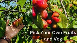 Roundstone Farm Pick Your Own Fruits and Veg #Worthing