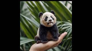 "Adorable Panda Cub Climbing Adventure " #shorts #trendingshorts #music