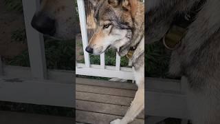 Wolf loves Fires and Marshmallows!  #petwolf #honeythewolf #wolf #wolfdog