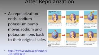 MBC Online Vet Tech Review 2.6 - Nervous System