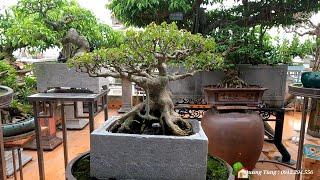 Vườn Bonsai trên cao của anh Quang Tùng thành phố Thái bình