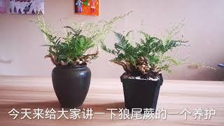 3步教你狼尾蕨養護照顧，枝繁葉茂竟然這麼簡單？養在辦公室能够旺你呦！