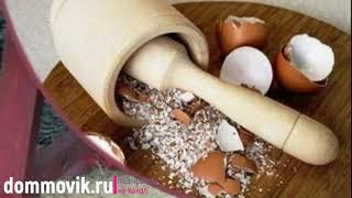 Подкормка для курей: необходимые витамины, как приготовить