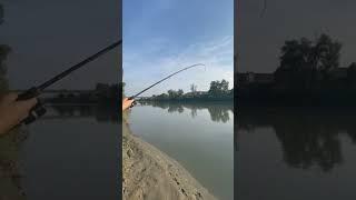 EPIC FIGHT with a BIG catfish! #fishing #catfish #viral #feeder