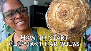 How to Start Elephant Ear Bulbs Easy Tutorial | Starting Elephant Ear Plants Indoors | Seed Starting