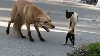 Katzen, die es mit Hunden aufnehmen