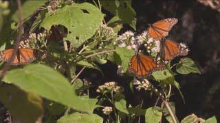 How to help the monarch butterfly population