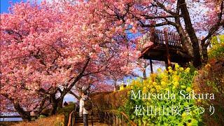 Mt. Matsuda is in full bloom with early-blooming cherry blossoms.