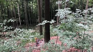 Work in Czech forest- logging beech tree