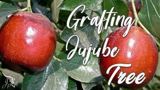 Grafting Jujube (Li)