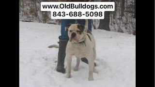 THE MASTER OF ALL BULLDOGS IS THE TRUTH. WE DON’T LIE HERE