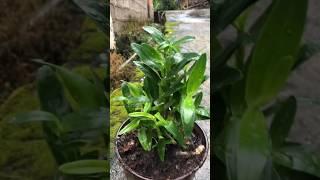 Learn simple tutorial repotting your own orchid plant with simple techniques #orchid