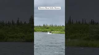 FULL VIDEO OUT NOW!!! Bear Vs. Moose