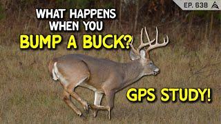 GPS study ANSWERS what happens when you SPOOK A BUCK! Will he come back??