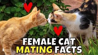 6 Surprising Facts About Female Cats' Love Lives 