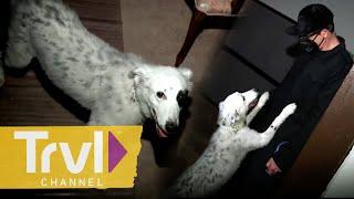 Zak's Dog Gracie Helps on Investigation | Ghost Adventures | Travel Channel