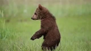 Grizzly Bear Cub Having Fun